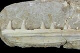 Bargain, Enchodus Jaw Section with Teeth - Cretaceous Fanged Fish #90140-1